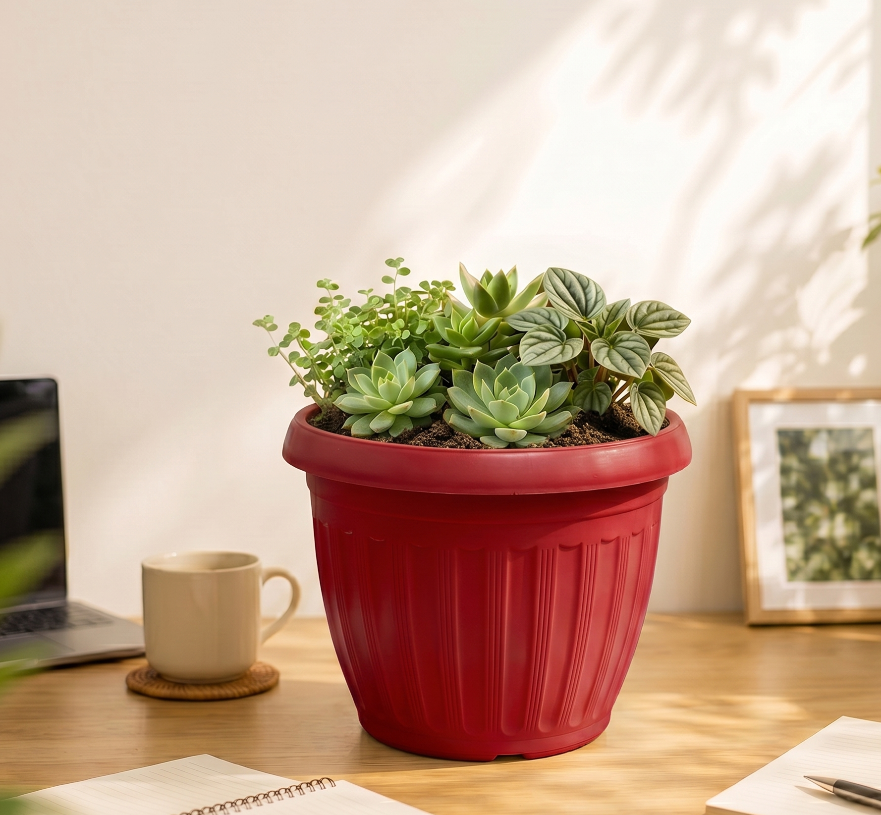 bách hợp đỏ rượu
